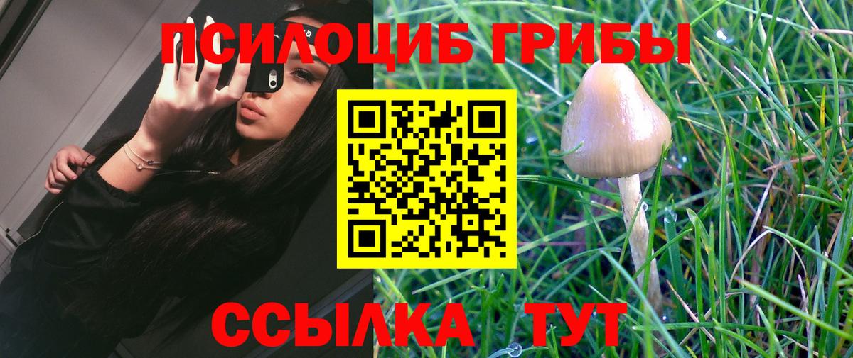 Губкин  Галлюциногенные грибы GOLDEN TEACHER  где найти наркотики  Вход с VPN 